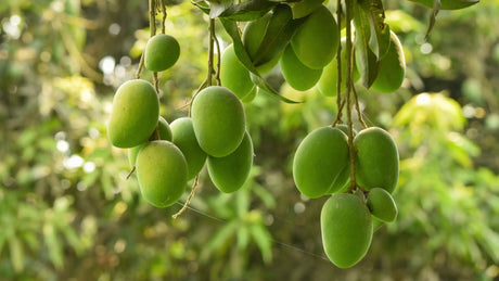 আমের পুষ্টিগুনাগুণ ও উপকারিতা